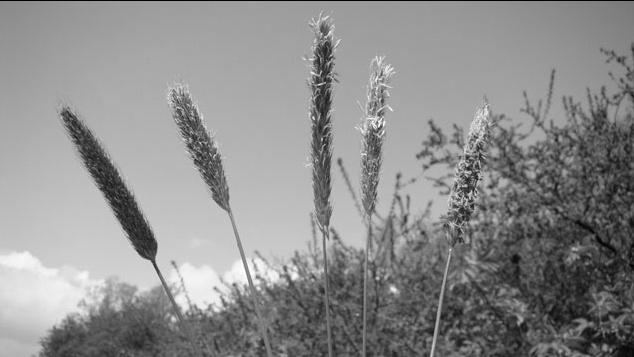 grass, foxtail